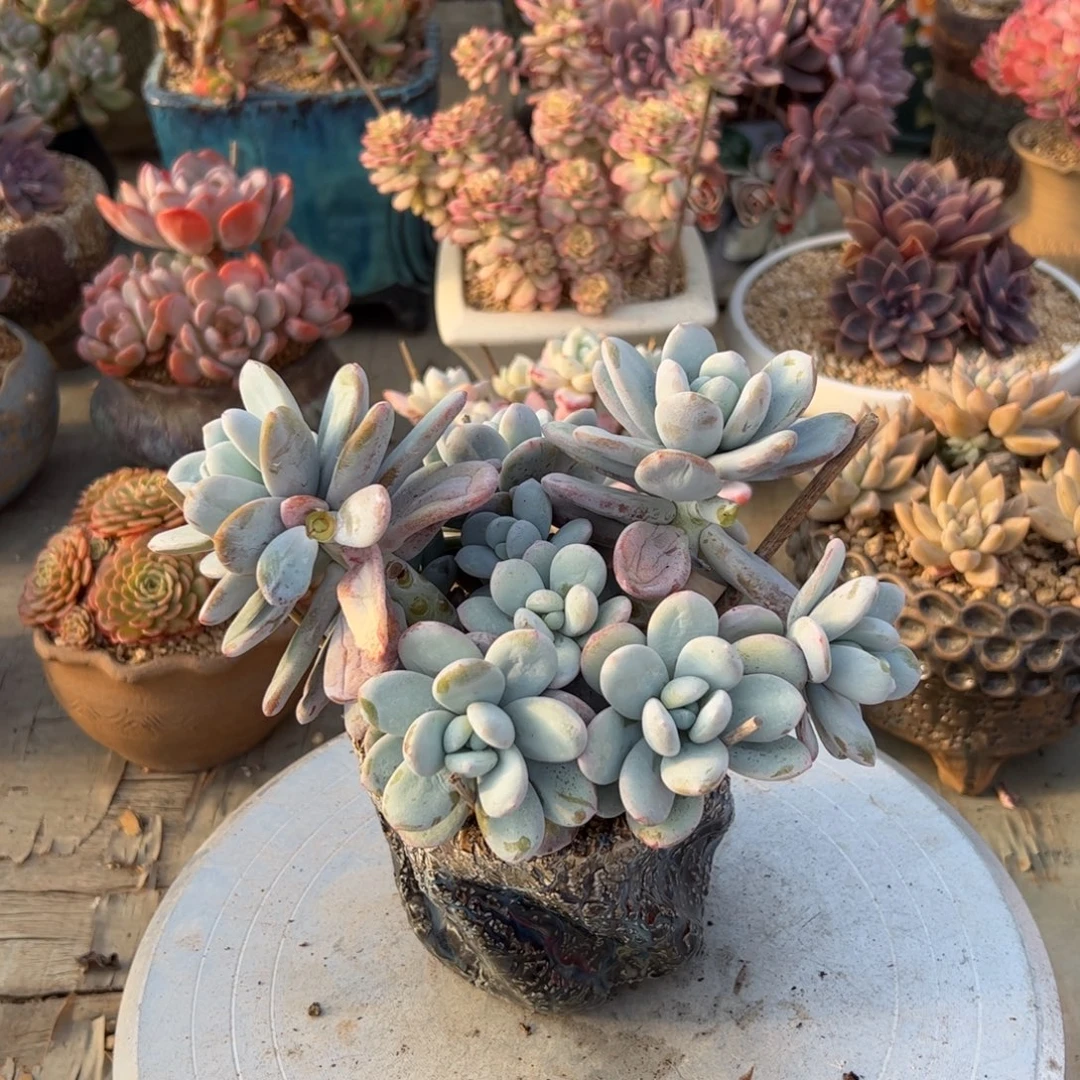 雪美人18零零多肉植物