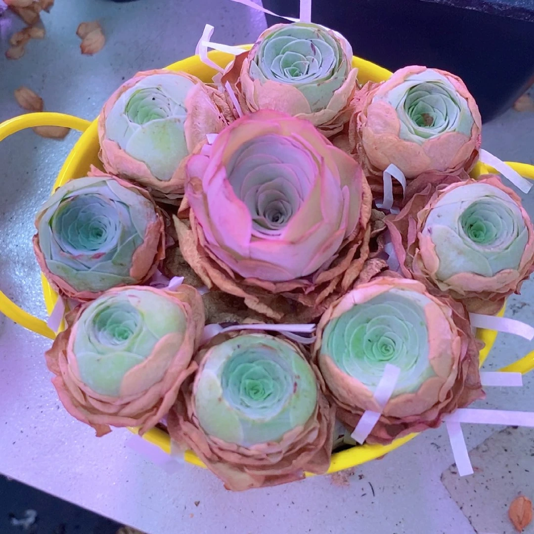 山地玫瑰花篮开播福利一物一拍174