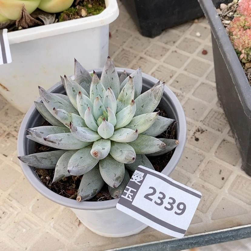 【闪购商品】魔爪2339