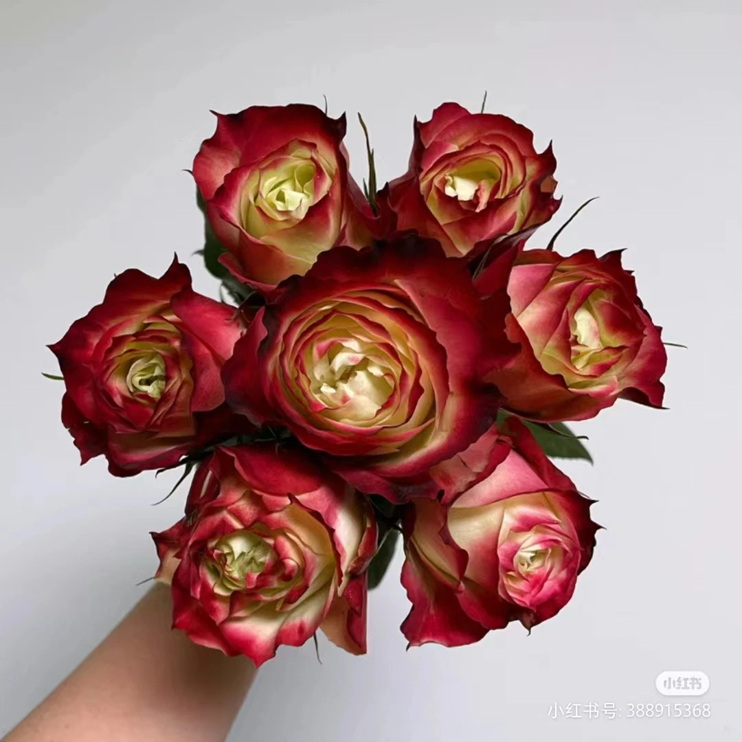 鸥苹果杰克中苗   四季灌木月季