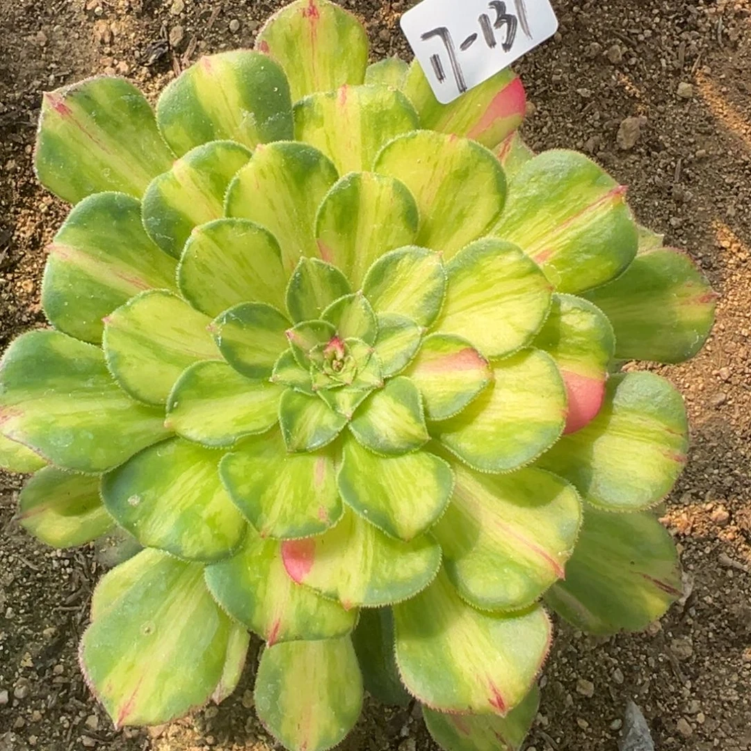 137知否多肉植物