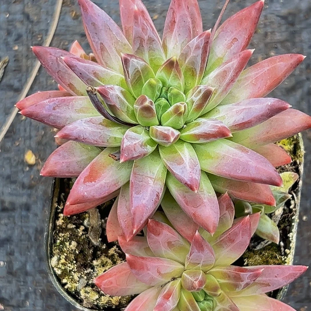 美美金品多肉美人系