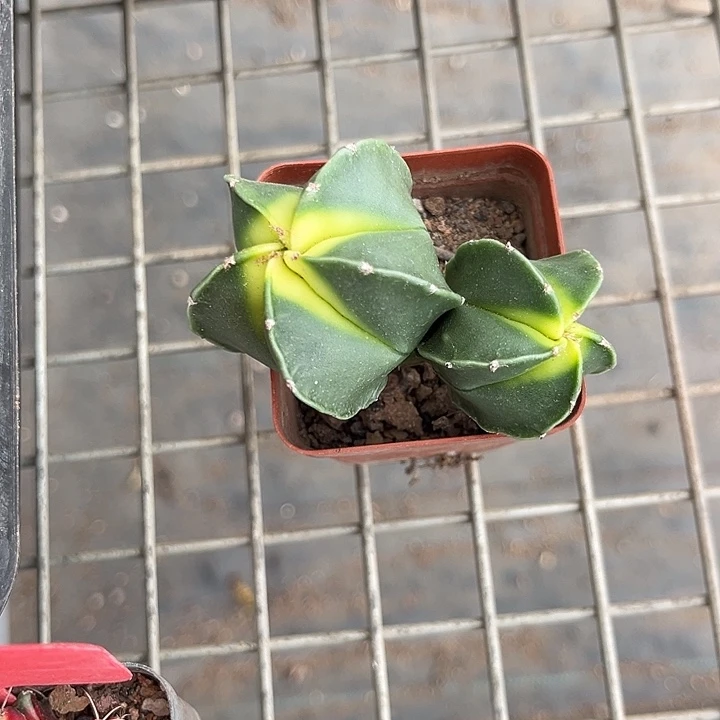 家****我也不知道我为什么要