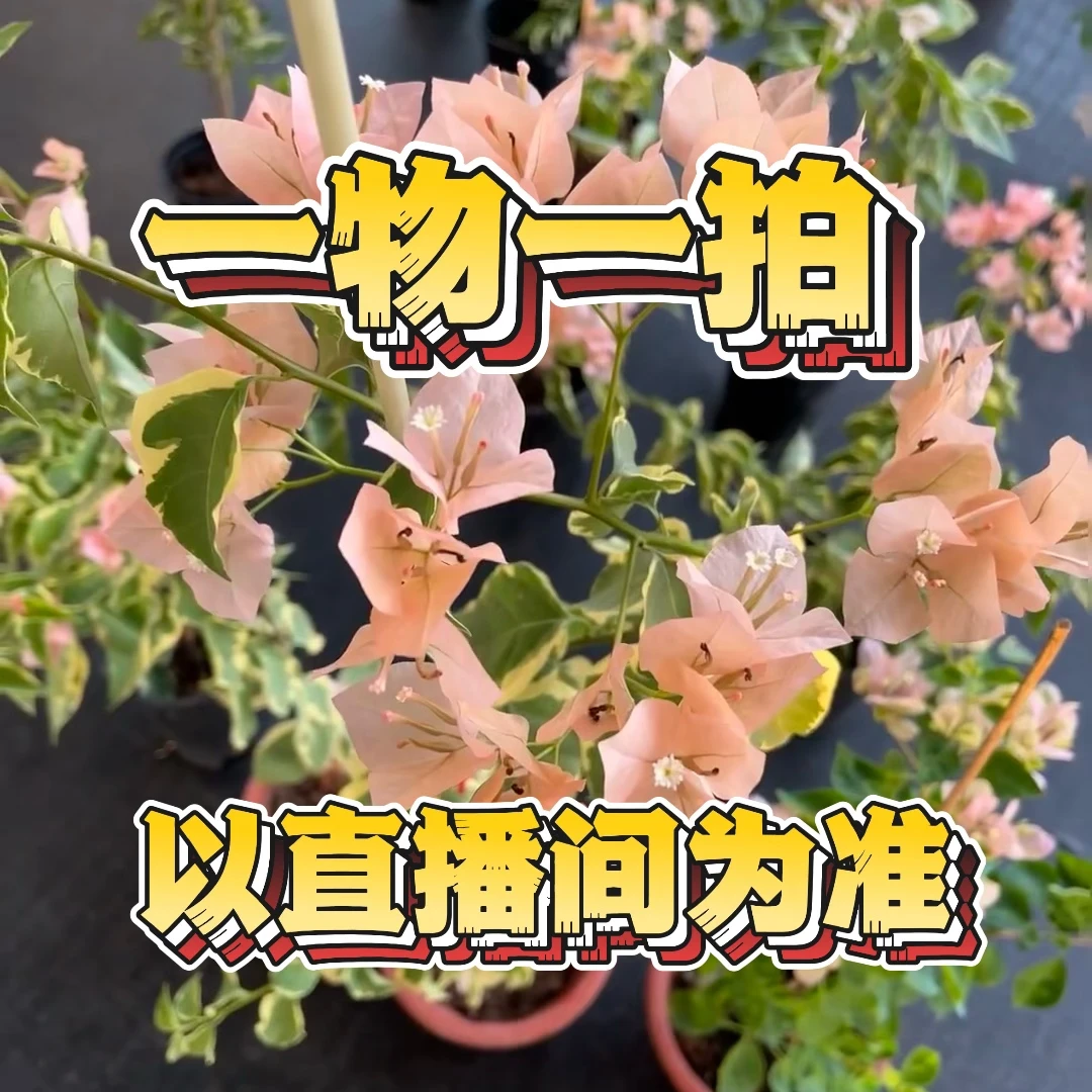 【一物一拍】三角梅花卉勤花盆栽爬藤原盆基地直发