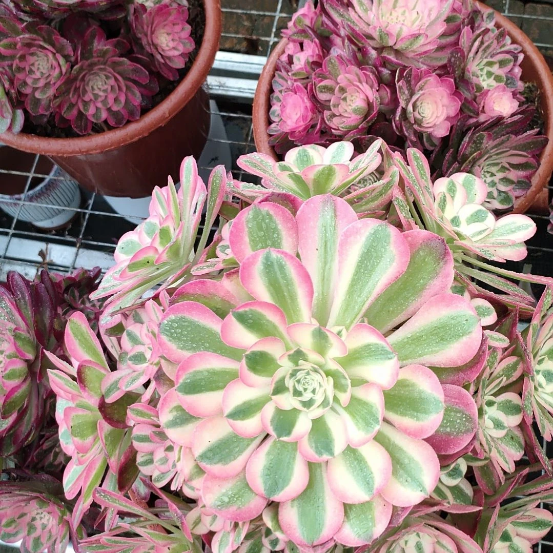 青**光多肉法师锦女巫法师锦