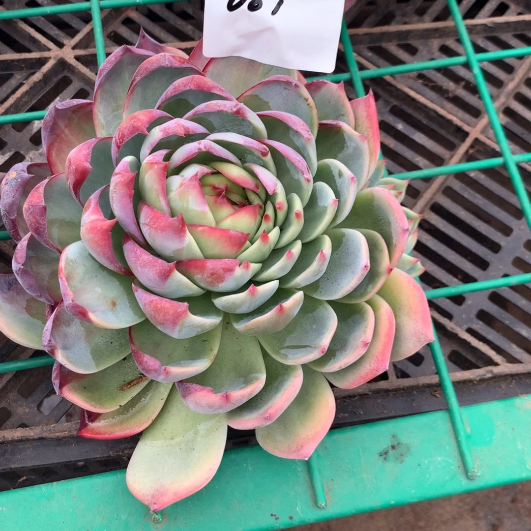 001，号多肉植物，16