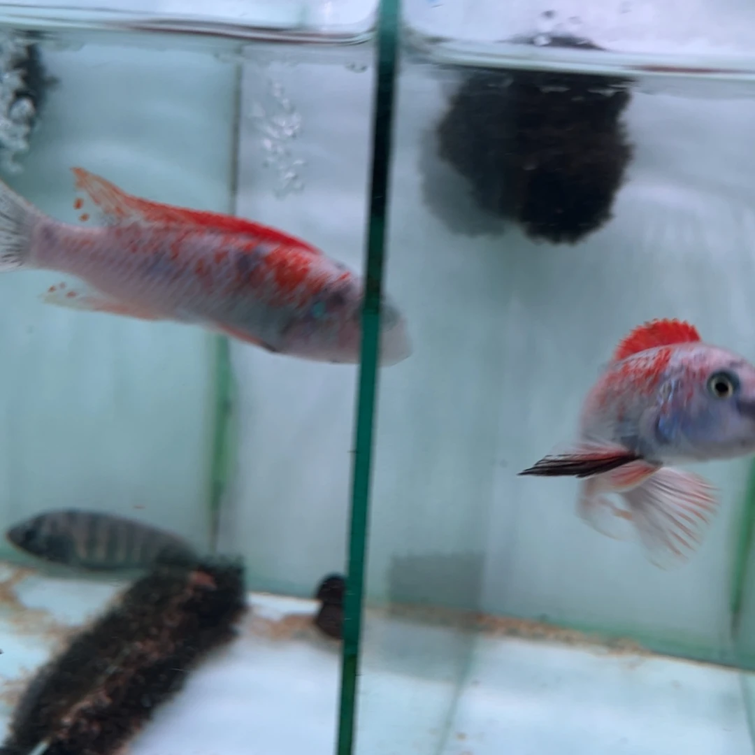 心***陈海水红白花专拍链接1