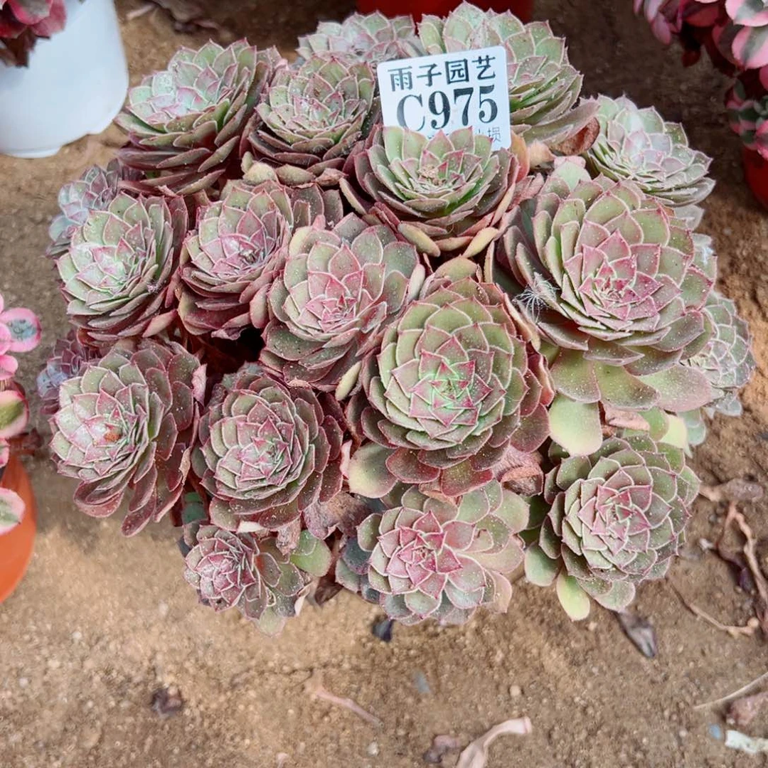 975红魔玫瑰尺寸28左右