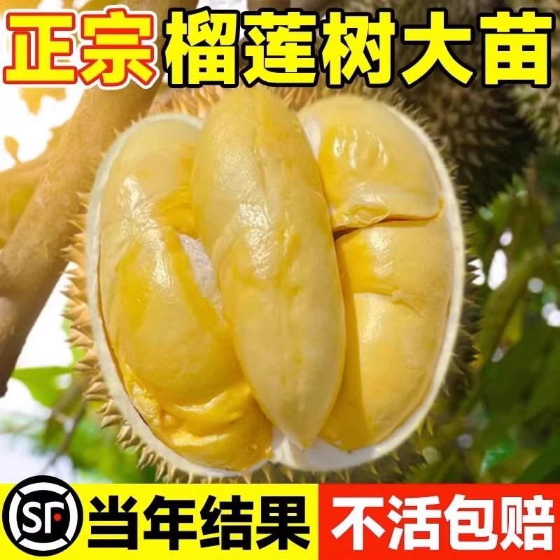 猫山王榴莲树果苗南北方种金枕榴莲正宗泰国嫁接矮化盆栽广西树苗