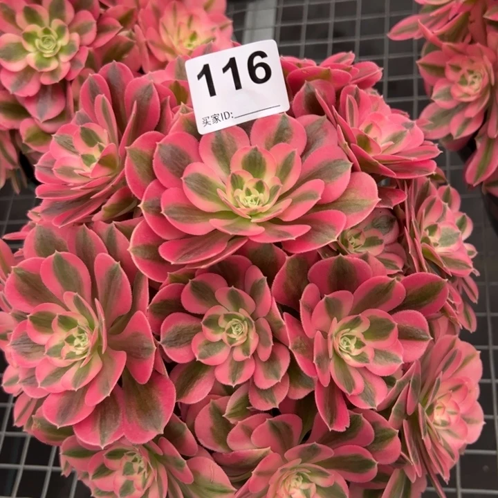 116女巫25厘米左右