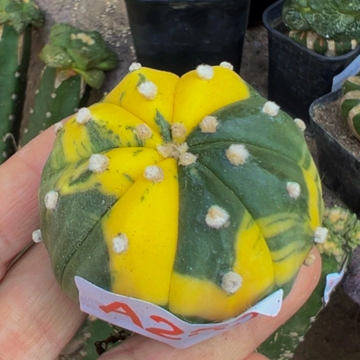 无花朵落地自根散班海星兜锦253