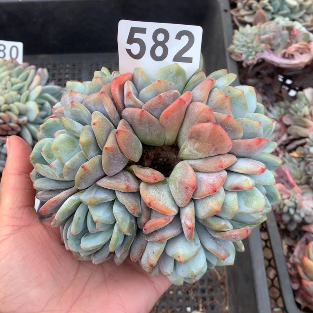 582橙子多肉植物