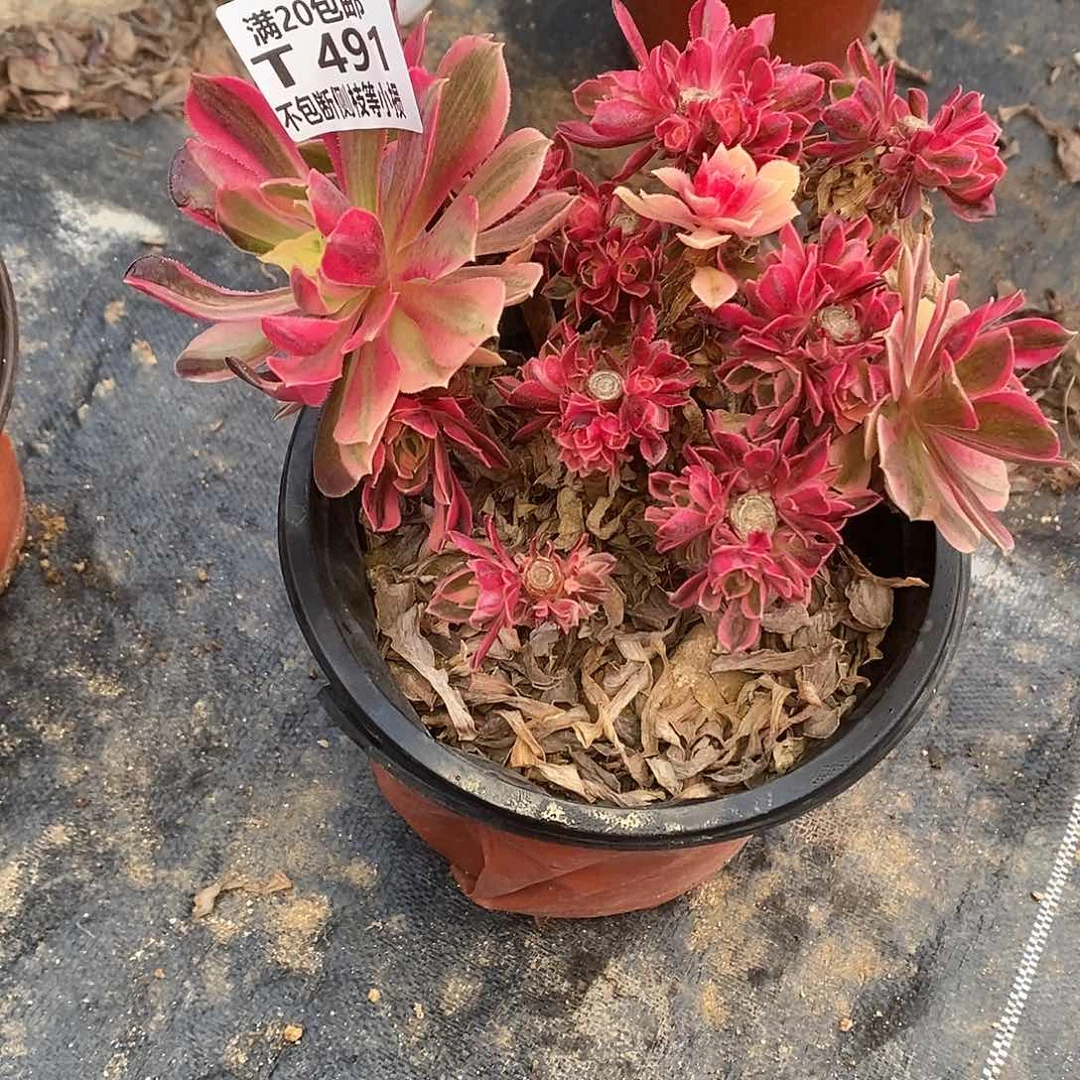 491女神有砍多肉母本