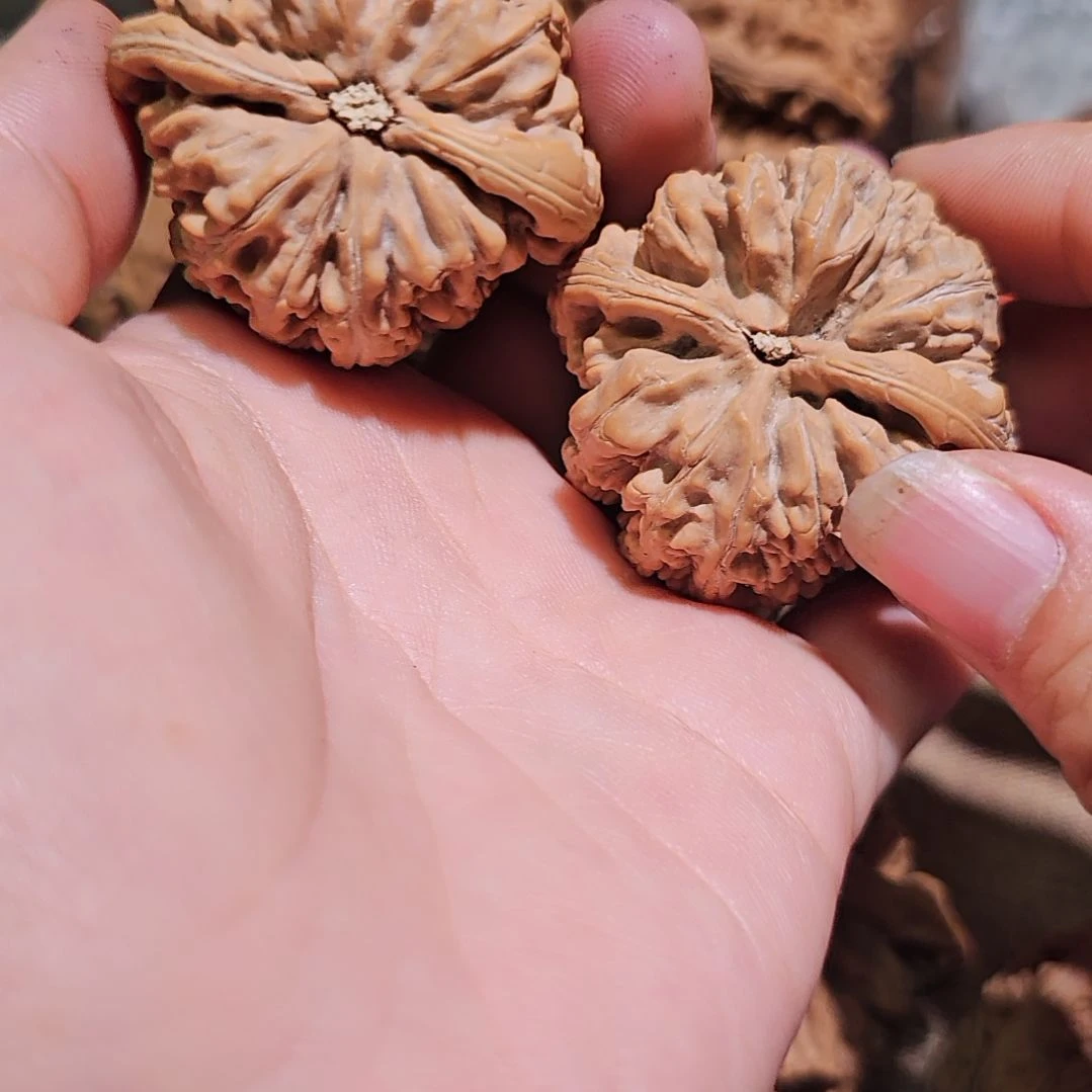 文玩核桃吊坠43粗筋