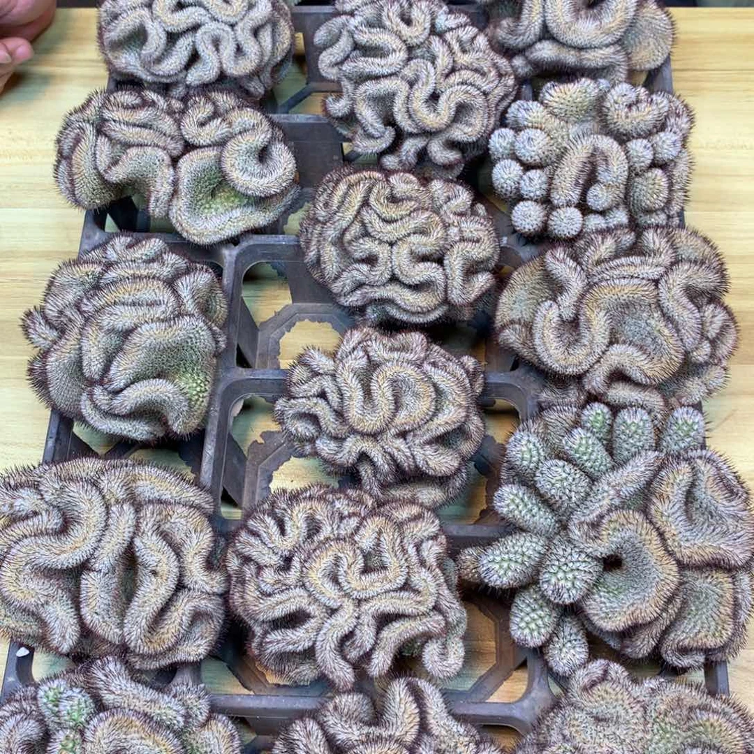 自根 出根芽 直刺裴蕾缀化9公分起发