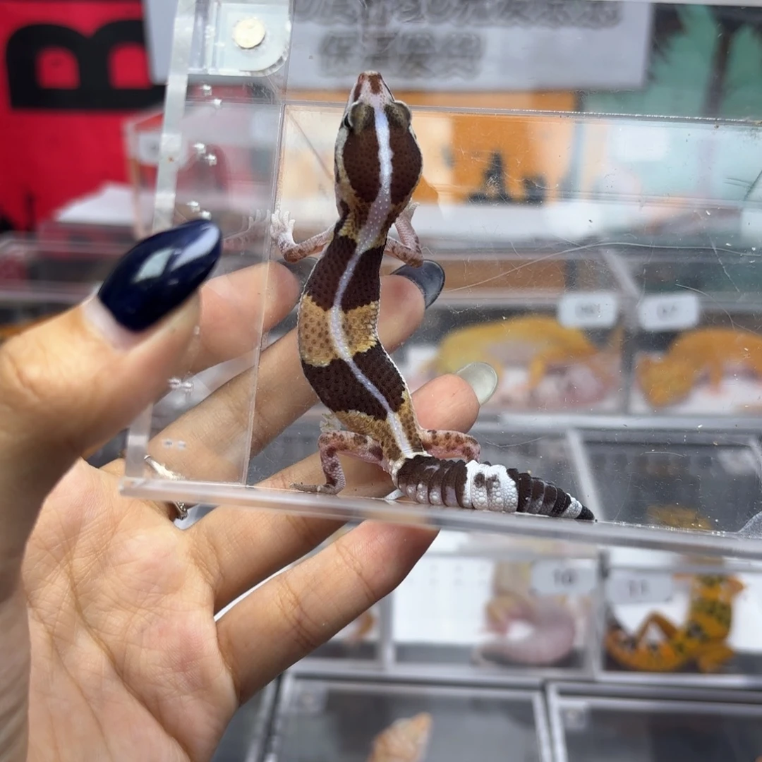 肥尾守宫原色h橘白R017母温