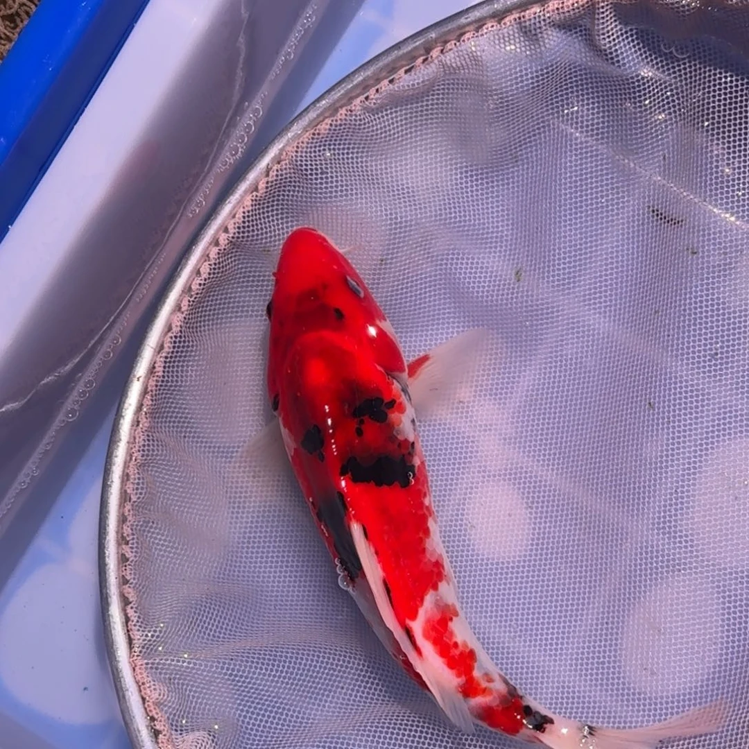 锦鲤精品锦鲤大放漏