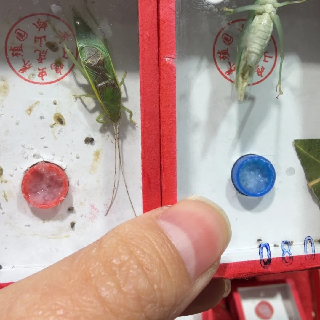 蟋蟀断须金钟两条