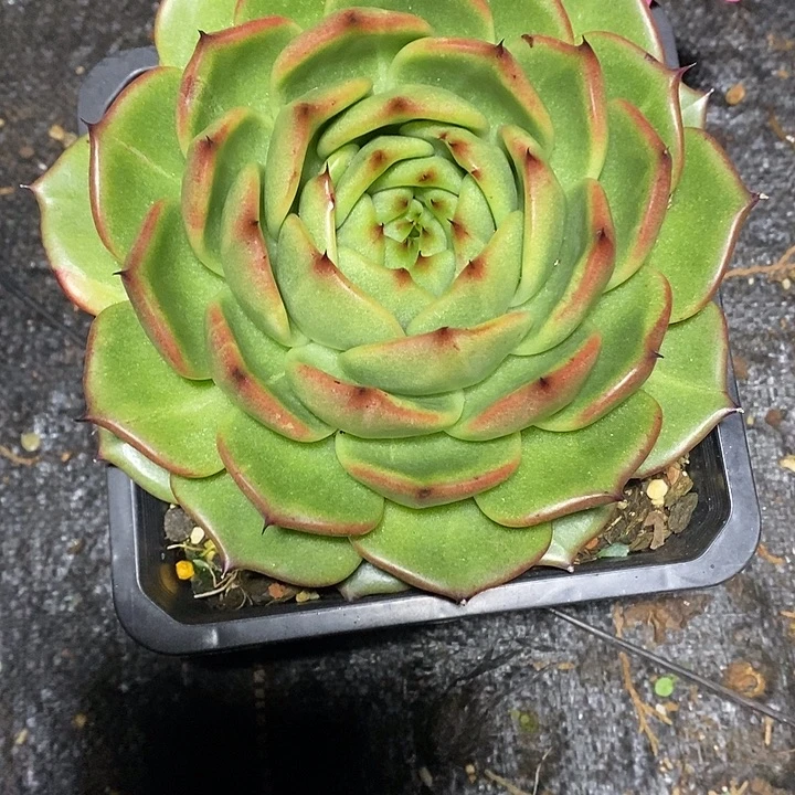 铭***妈134——-东云多肉植物