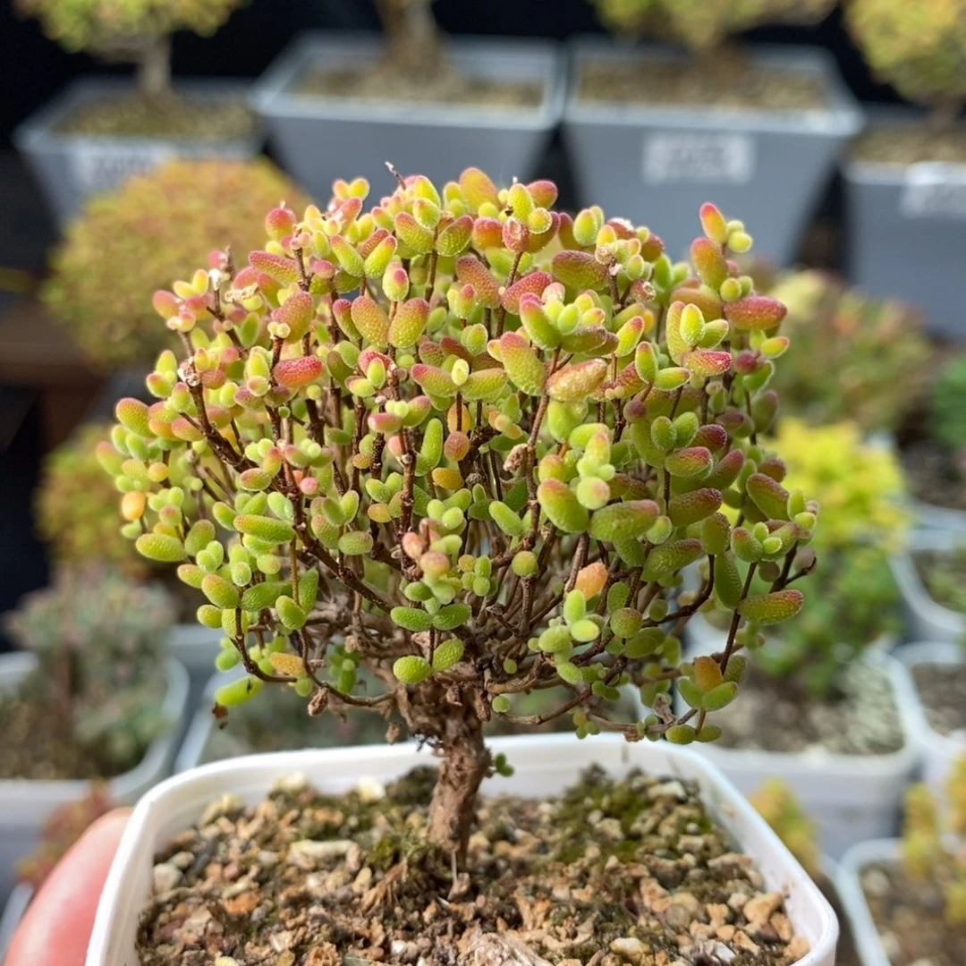 341蜜橘糖球 。