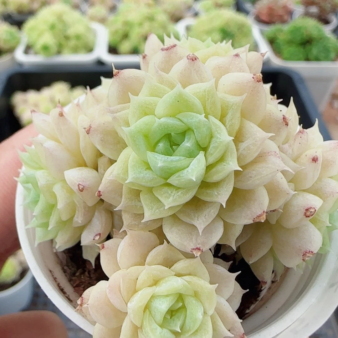 花语逸镜0727-175散