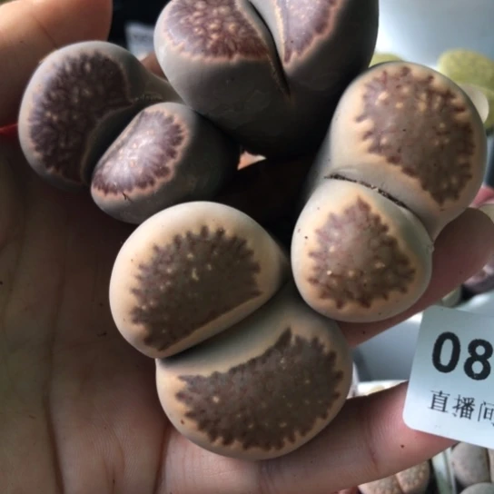 0881，两颗大双头菊有点徒