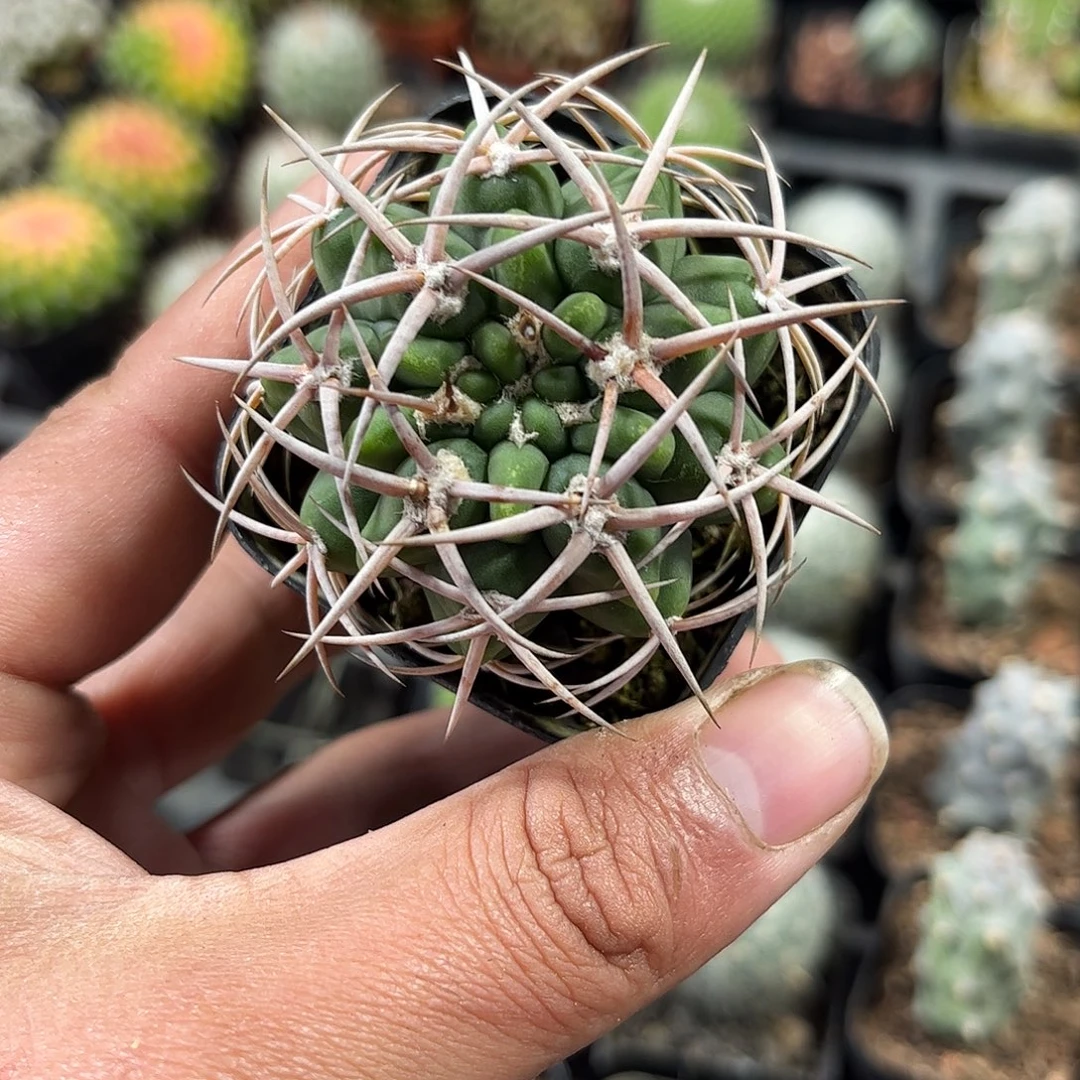 后面框子的碧岩玉单头发货