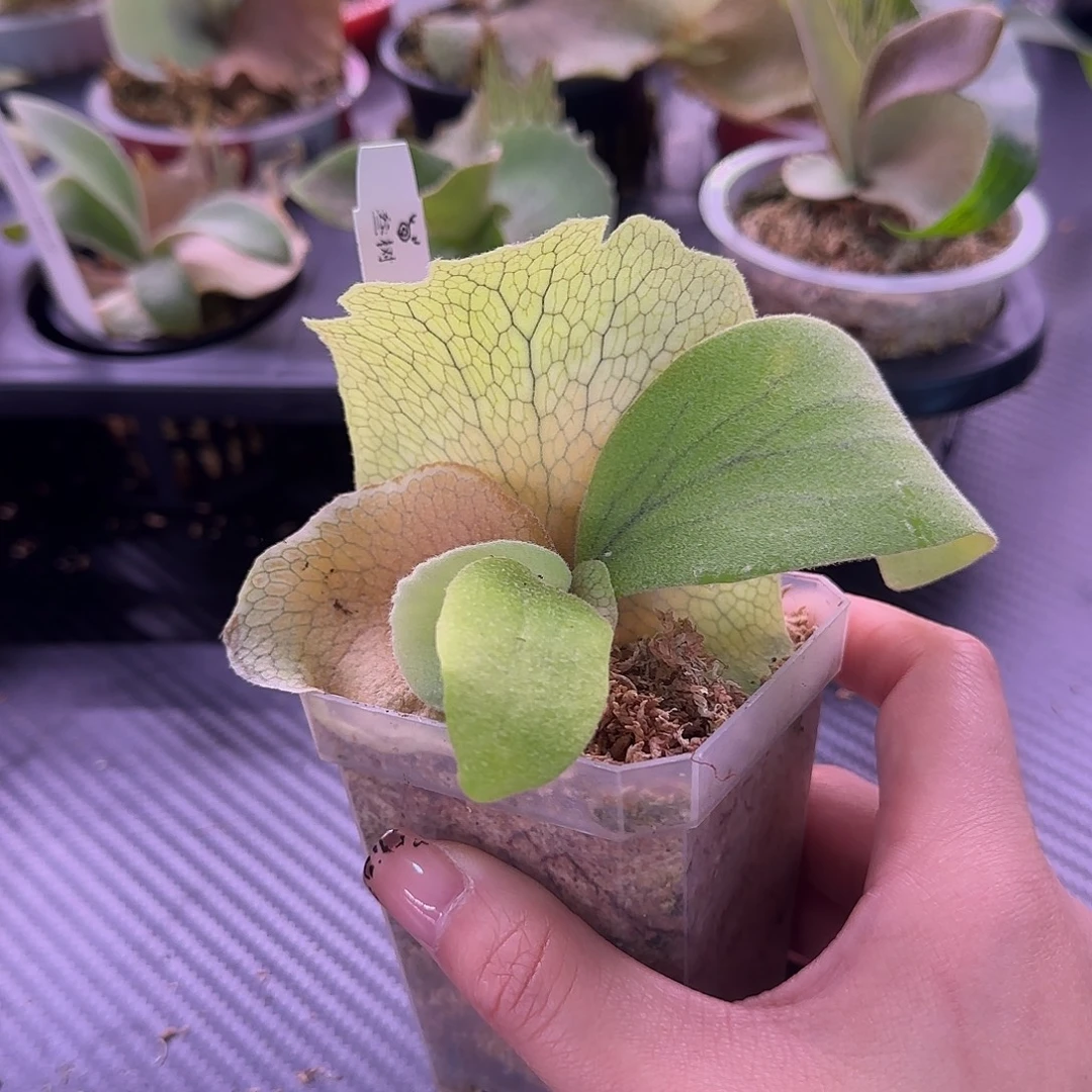 高冠短手爪哇鹿角蕨