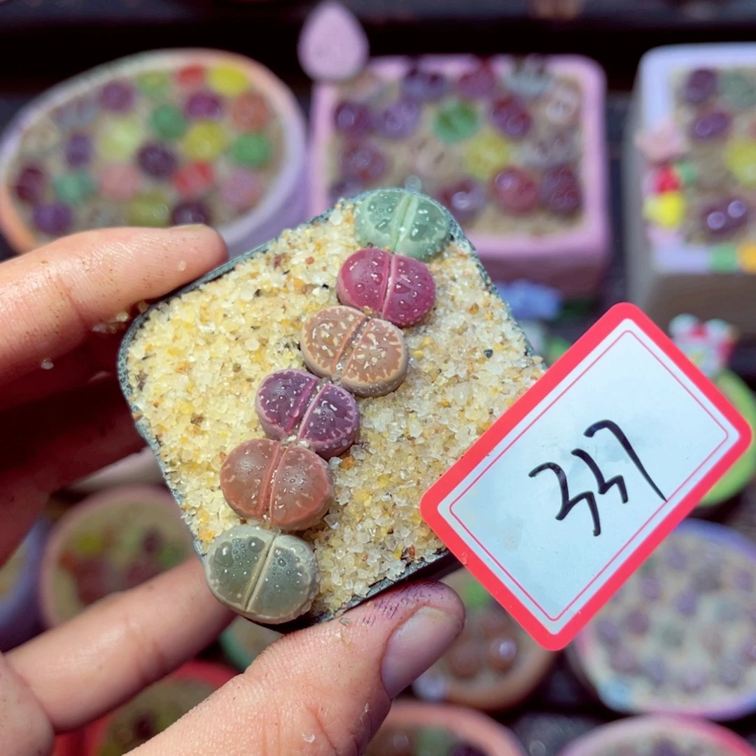 337生石花带盆发1