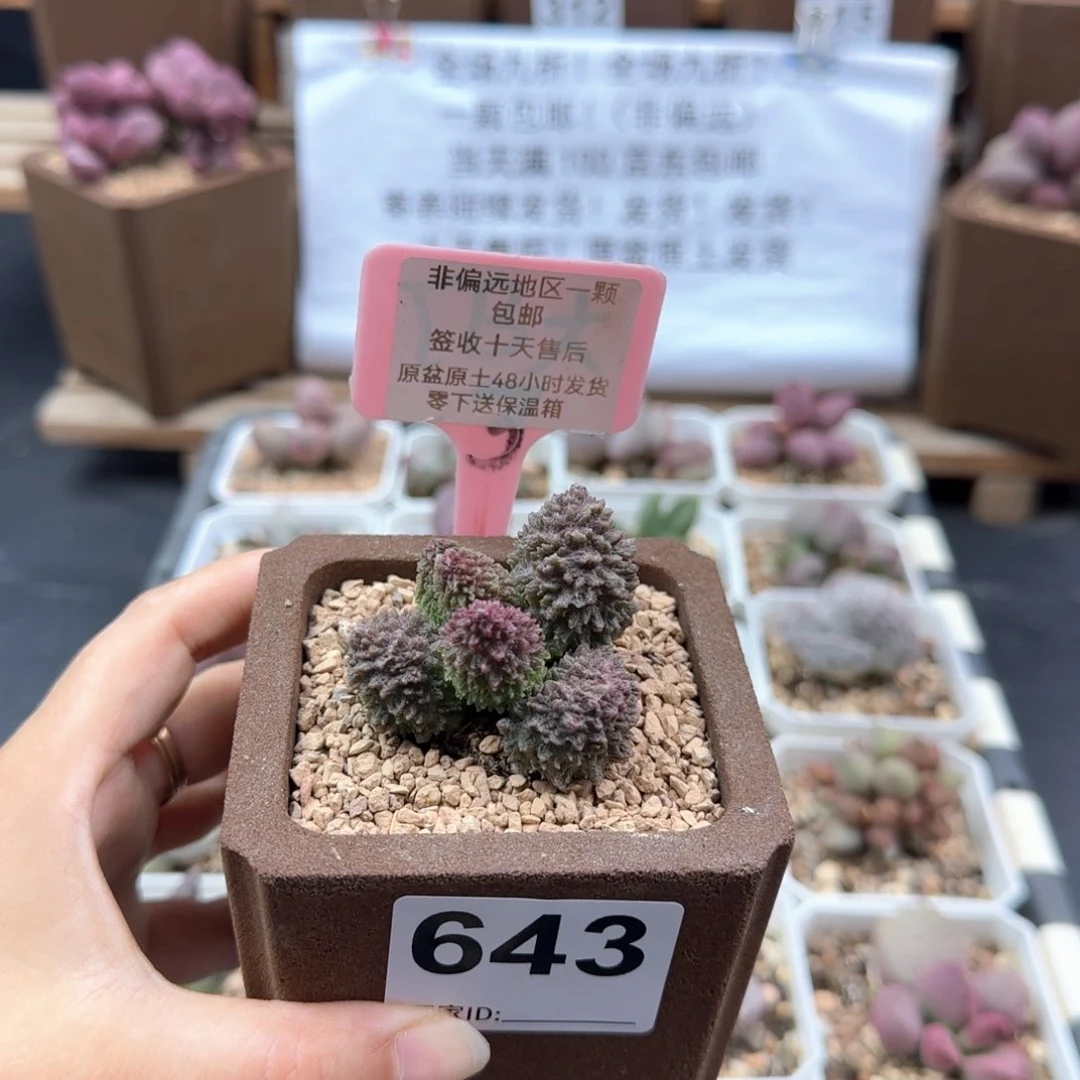 强***茶643朱紫玉多肉植物