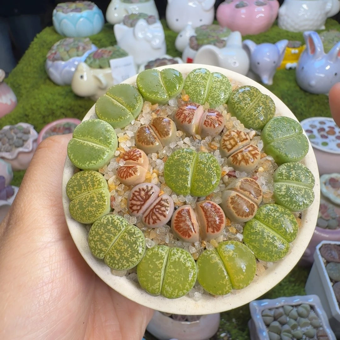 多肉植物福利冲535