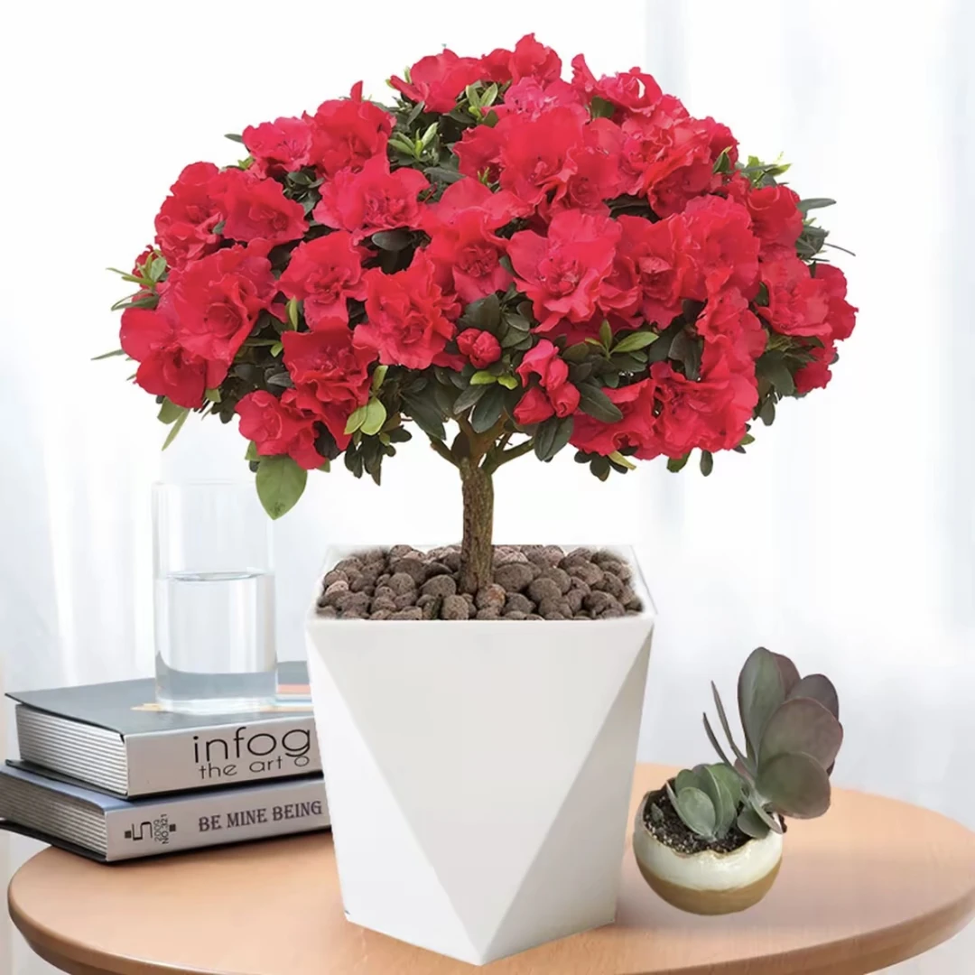 ROULUO带花苞独杆红杜鹃花盆栽室内外好养四季开花绿植花卉