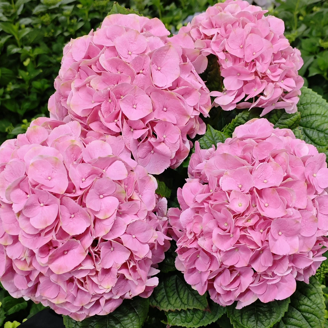 豆蔻 绣球花庭院盆栽花卉阳台新手易养护喜水植物