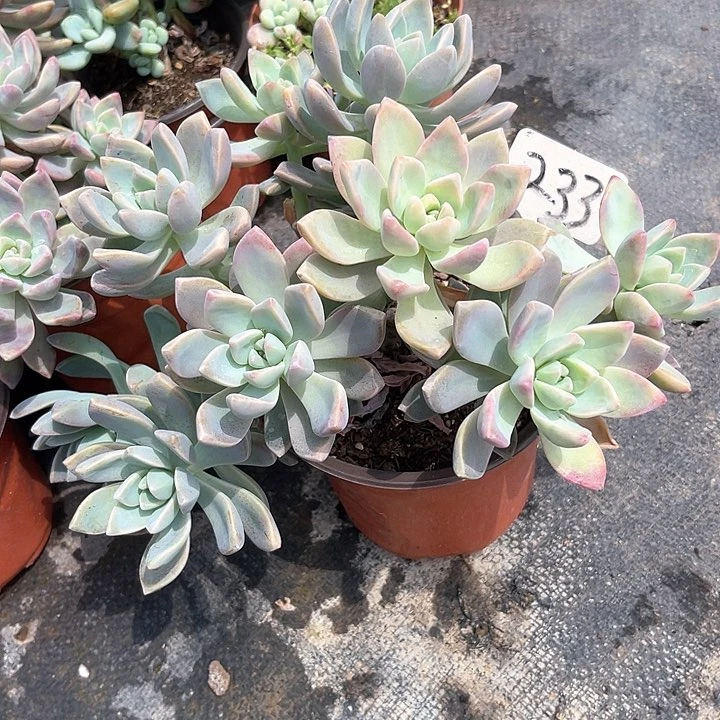 晨语多肉，一物一拍233