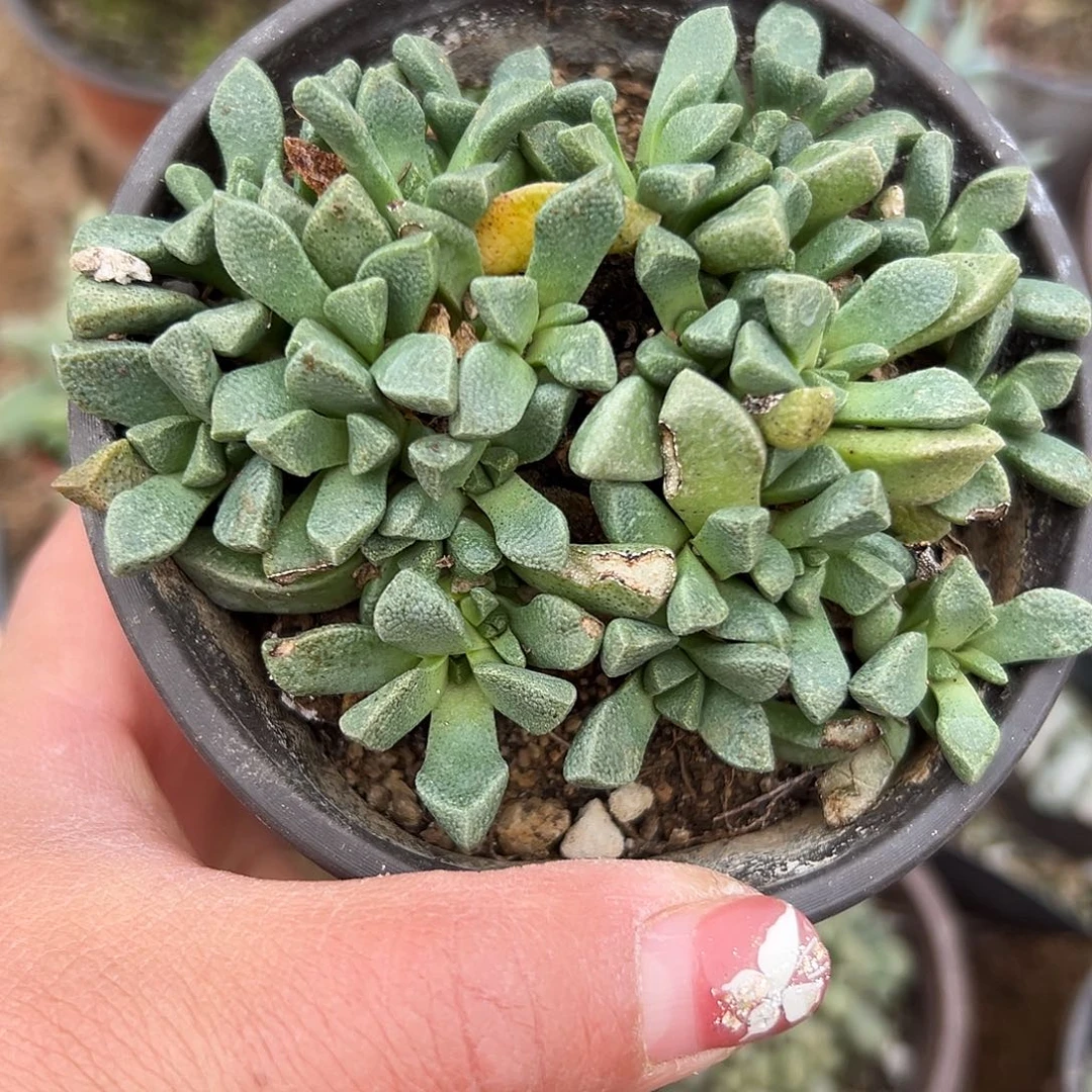 多肉植物唐扇开花