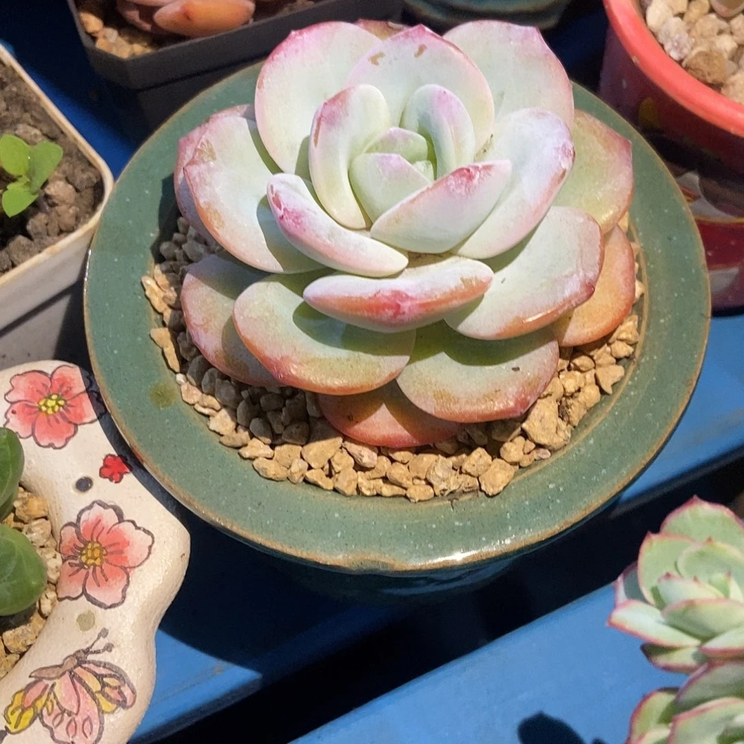 奶油泡芙杂交模特一物一拍