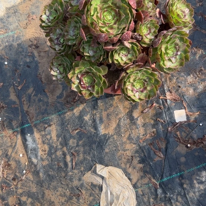 不包侧枝一物一拍17