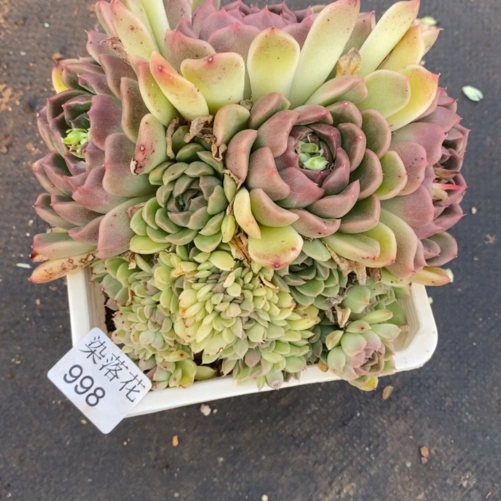 谜*精品多肉植物998花心开花价