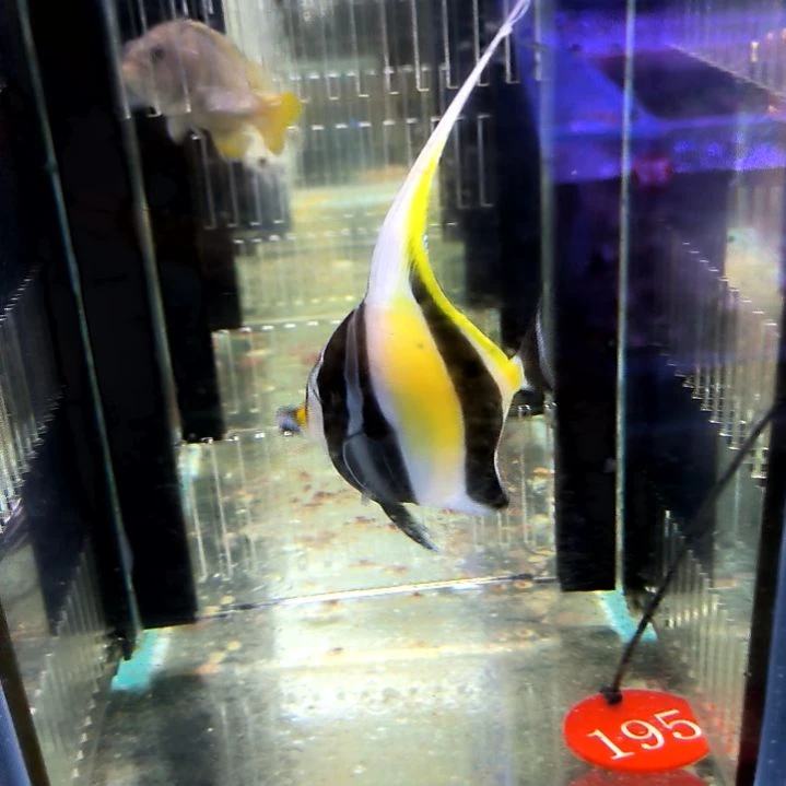 神像7+/7-83-195海水
