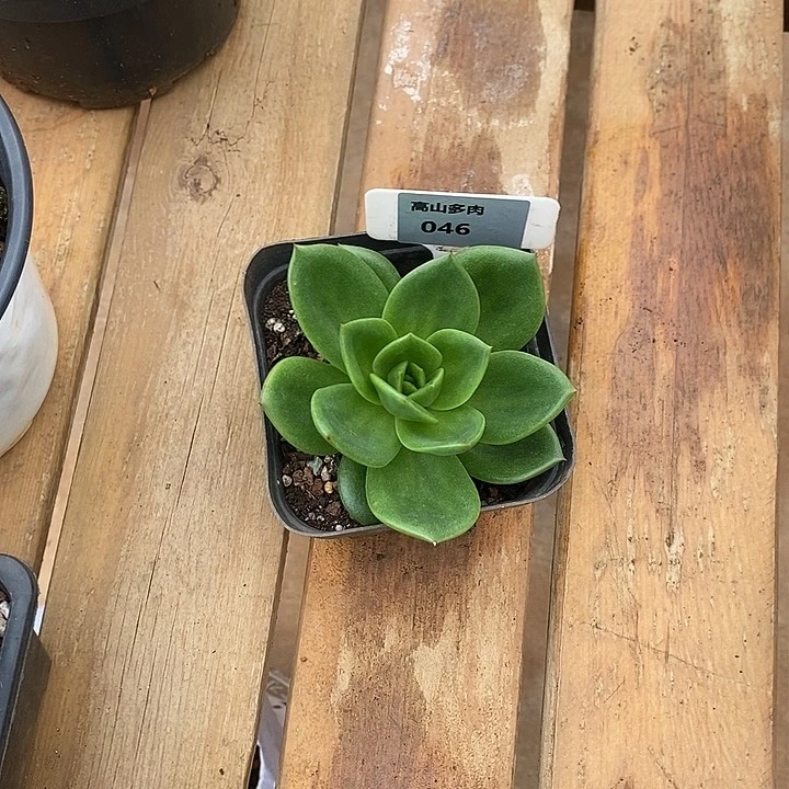 46直播福利翠花8