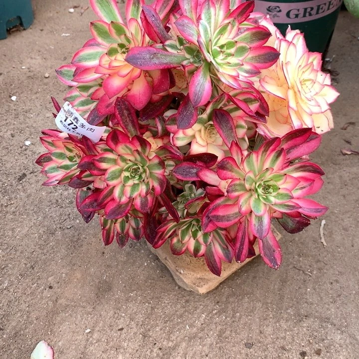 丁*172倾城多肉植物