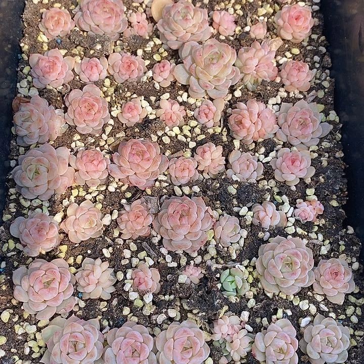 12 多肉植物盆栽花卉植物