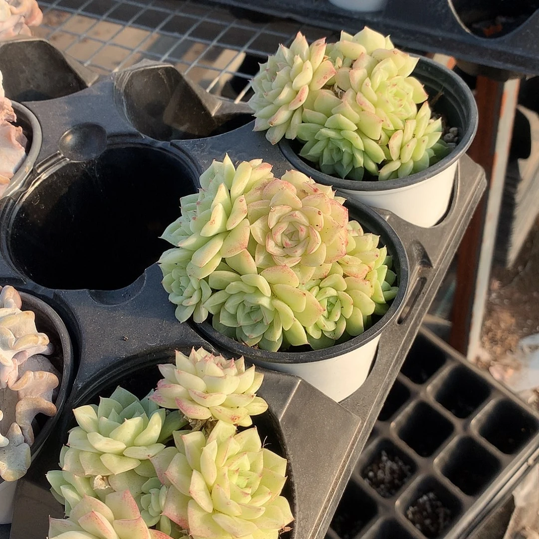 白天鹅群445678999990