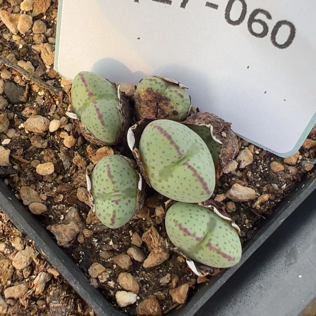 17-60肉锥多肉植物，