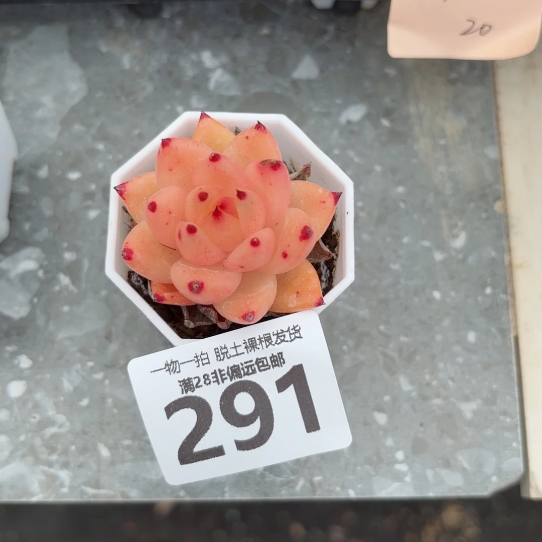 香槟杂单头无盆土发货