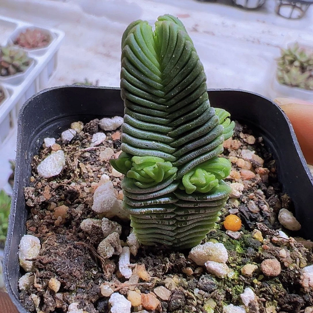 达魔塔19包邮多肉