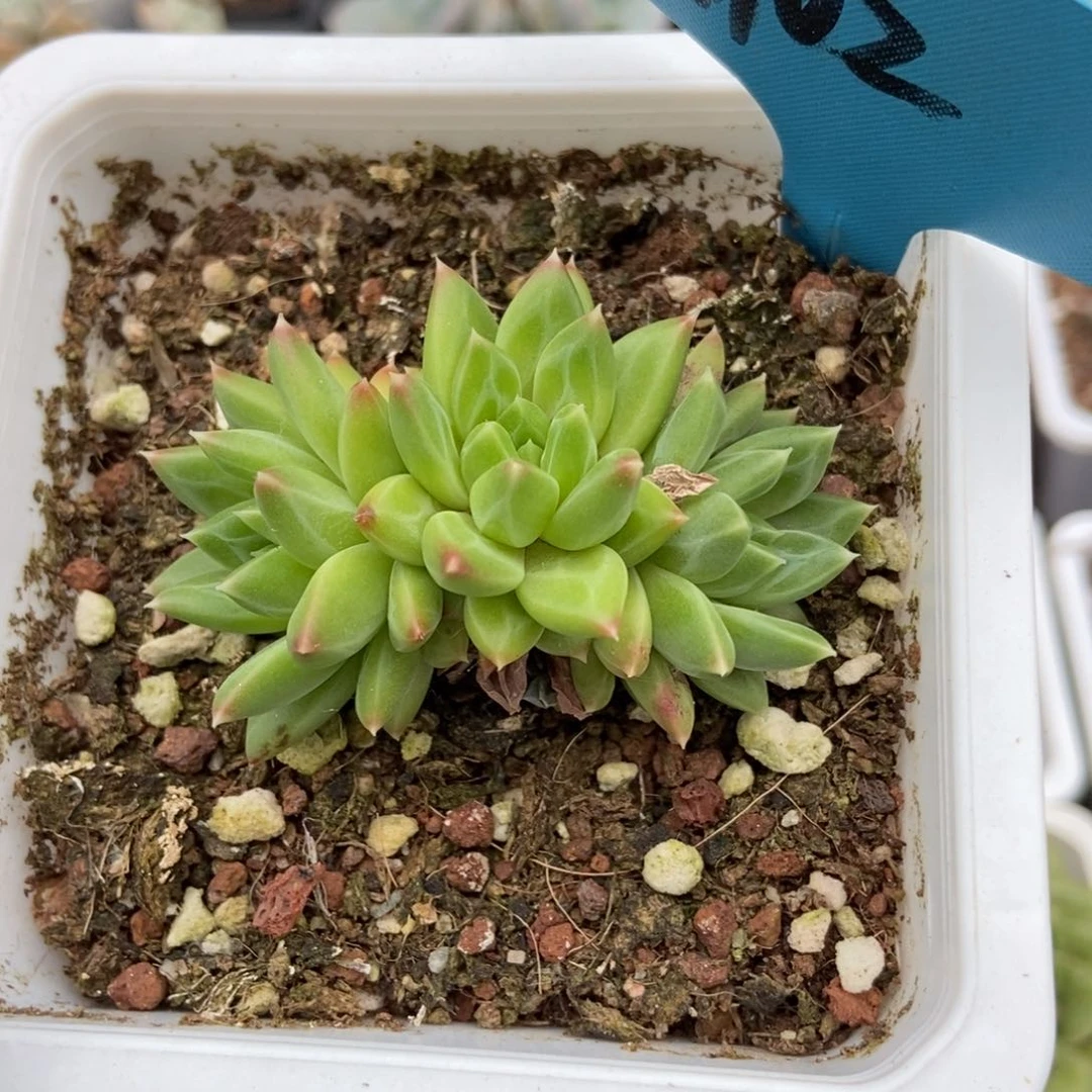 102甲骨文多肉植物保护