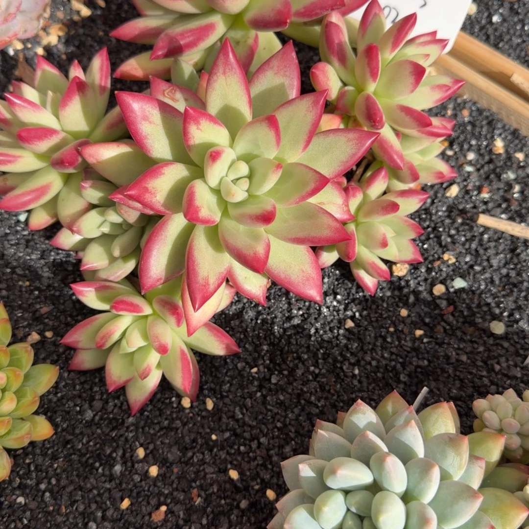 乔***乔一物一拍赫本大群02