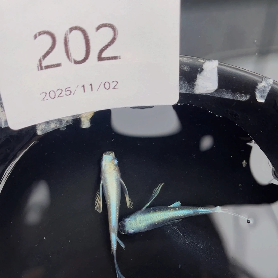 青鳉鱼202天使之翼一对