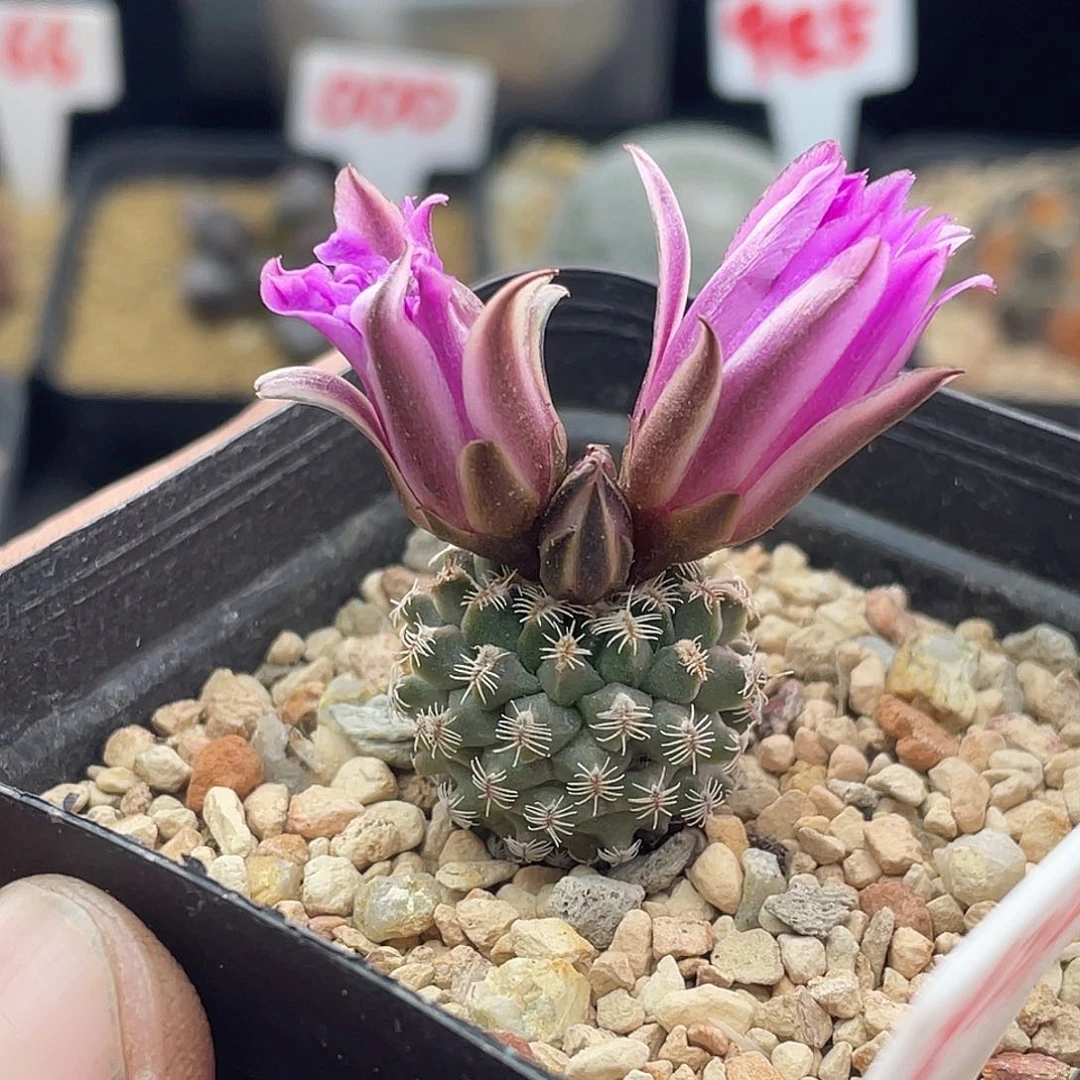 风*曳实生海胆娇丽仙人球多肉